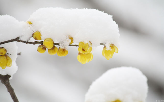 傲雪梅花幻灯片背景图片