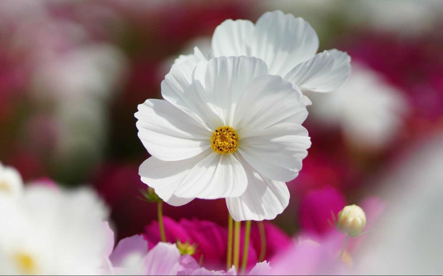 漂亮的小白花