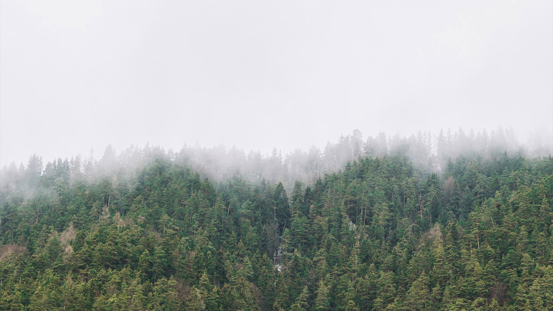 雾中的山林自然小清新高清背景