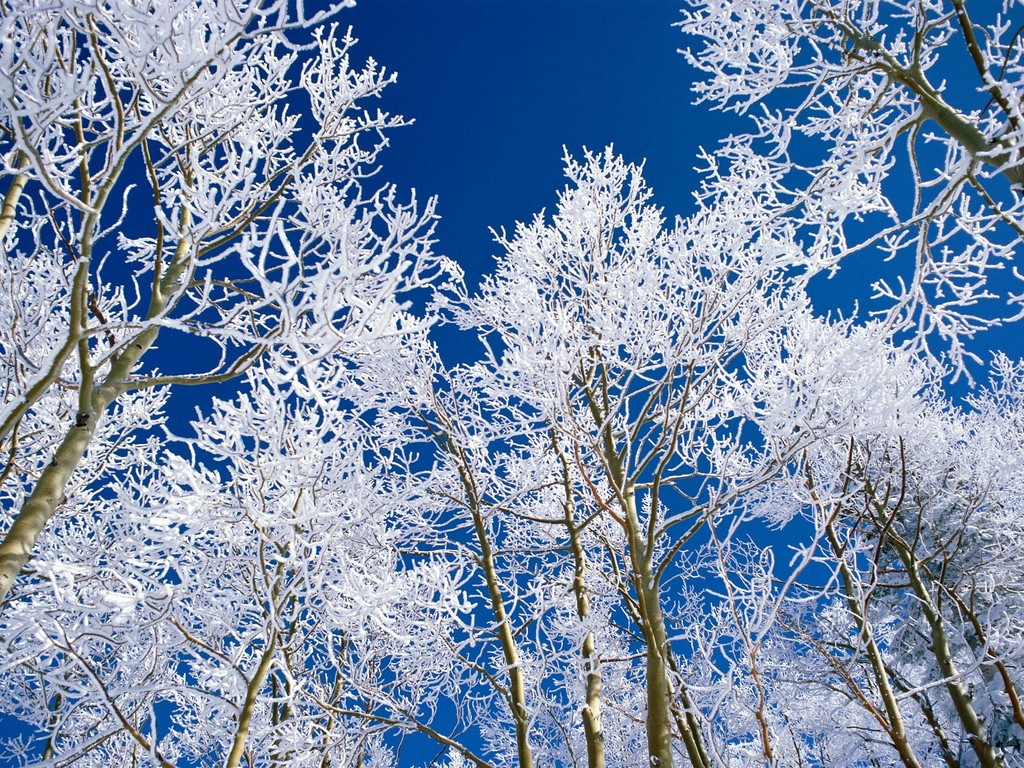 树——漂亮的冬季雪景ppt背景图片【图组】