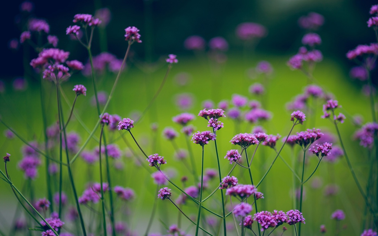 小花儿高清写真图片3