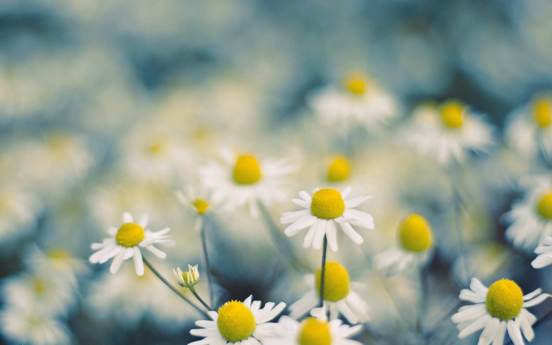 高清花儿 花朵特写背景图片