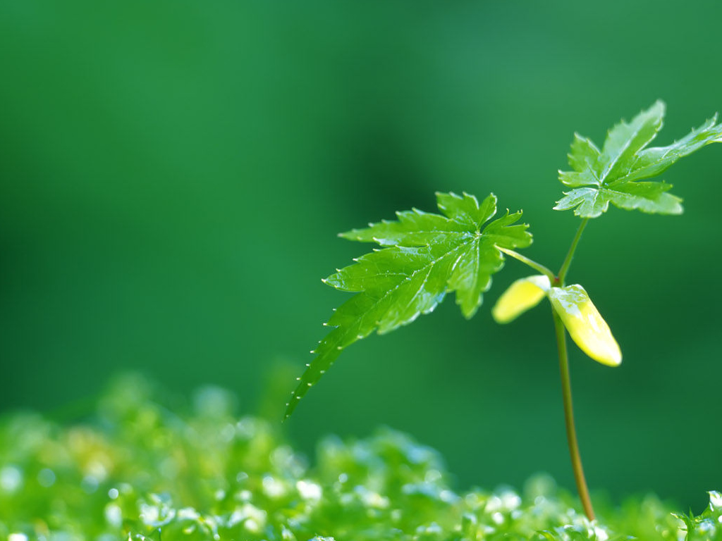 绿叶嫩芽背景图片