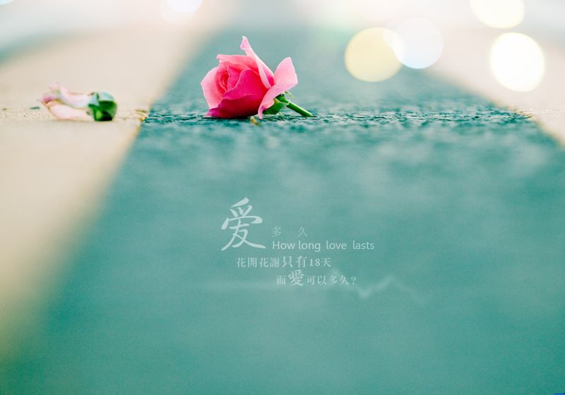 玫瑰花 淡雅唯美爱情ppt背景图片