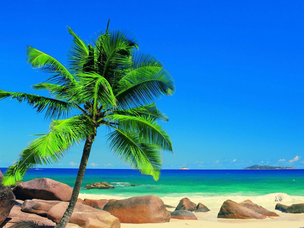 漂亮的椰树海景ppt图片