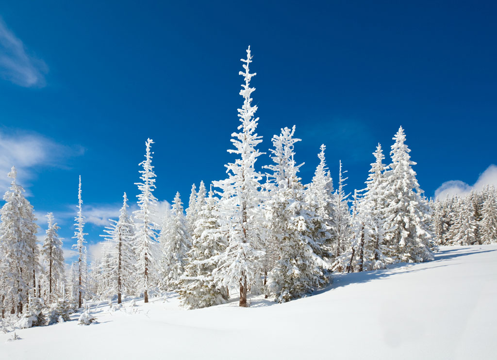 蓝天下的雪松林图片