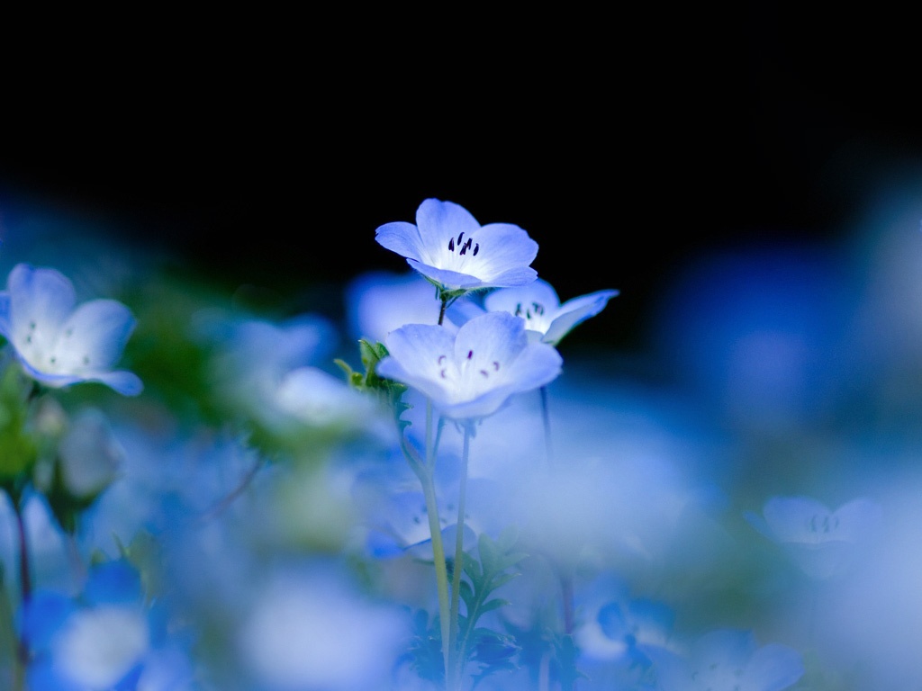 蓝色小花朦胧背景图片