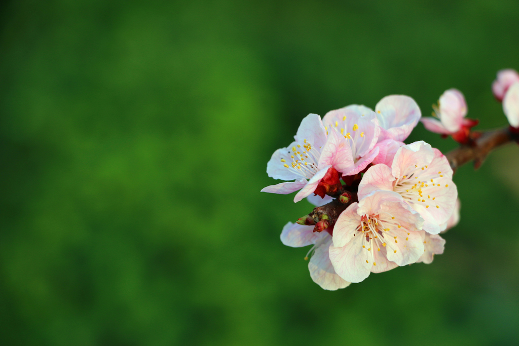 高清花儿 花朵特写背景图片