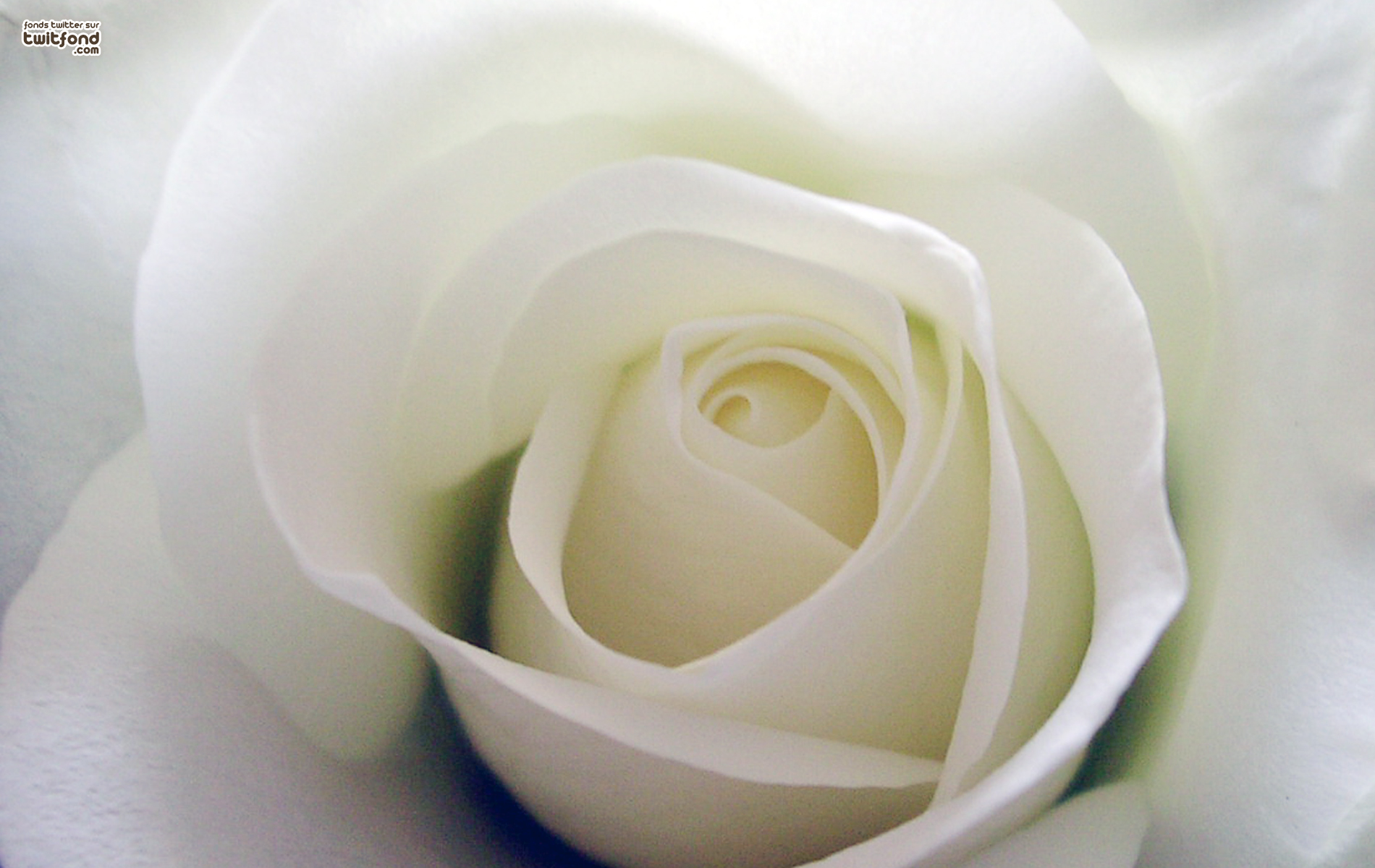 白色玫瑰花近照大图背景