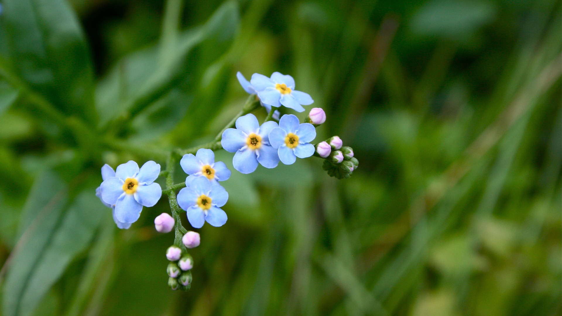 高清花儿 花朵特写背景图片