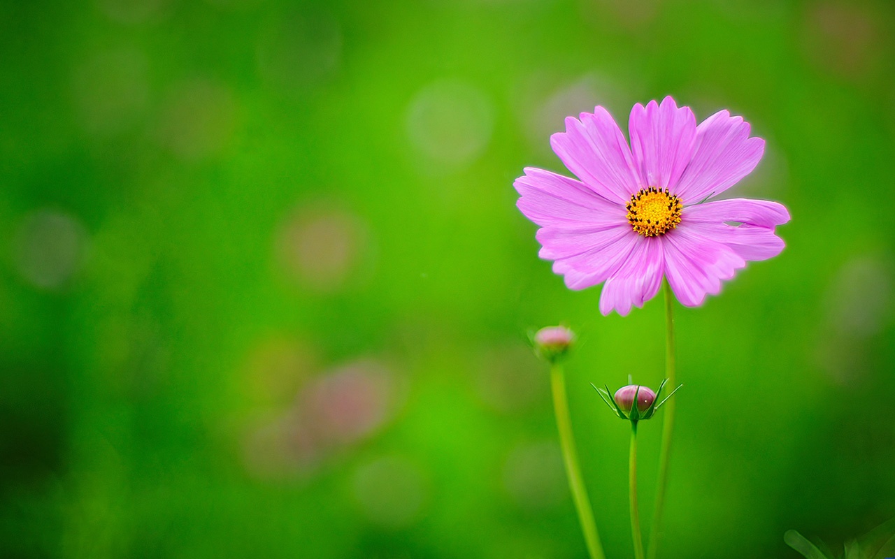 小花儿高清写真图片2