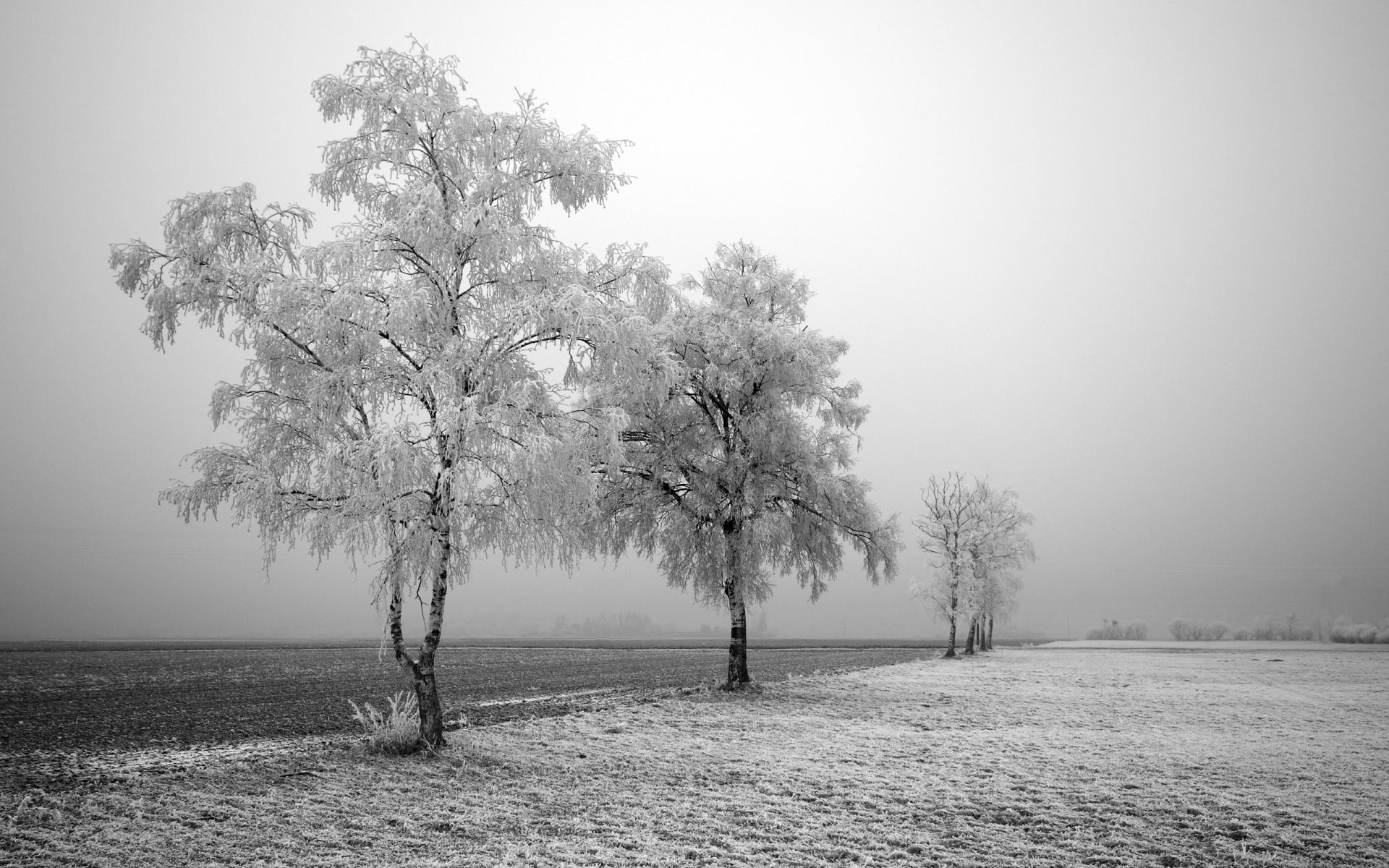 雪地的树——雪景ppt背景图片