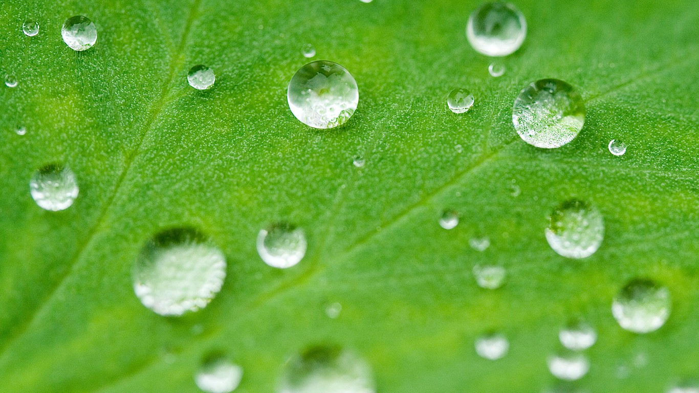 绿叶上晶莹剔透的露珠高清大图