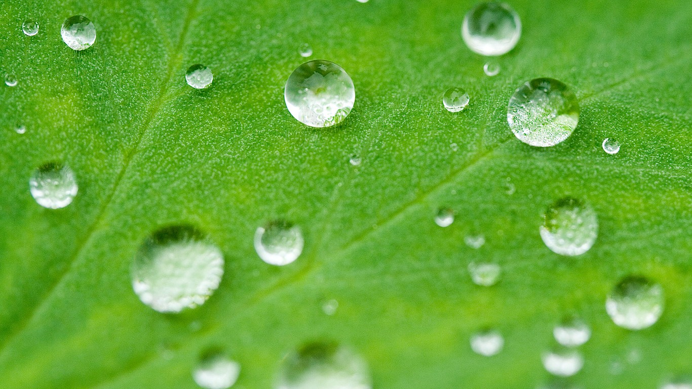 一种晶莹剔透蓝色的花 - AI壁纸 - 素材集市