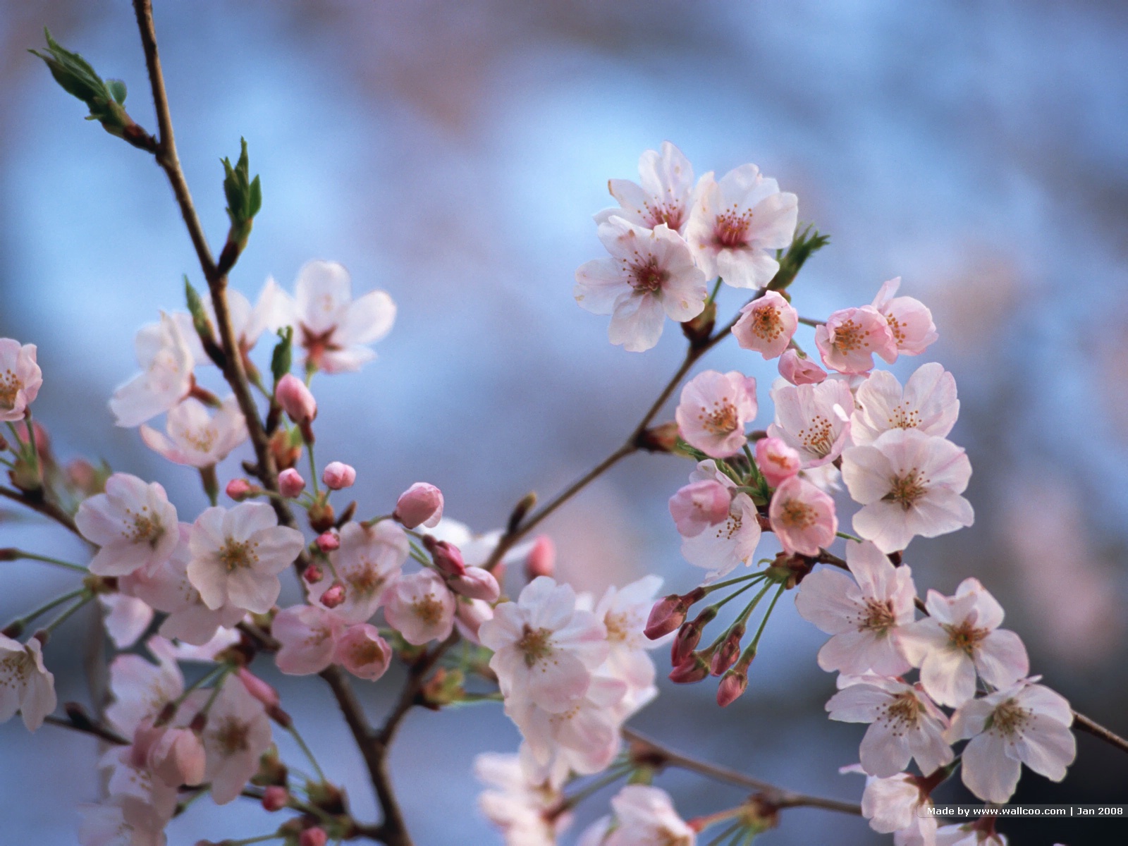 高清樱花背景图片