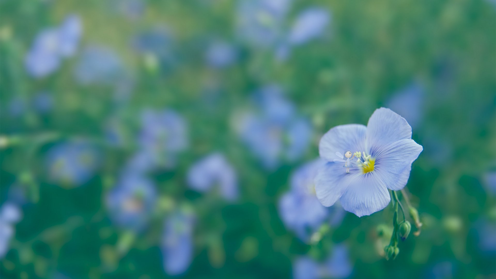 高清花儿 花朵特写背景图片